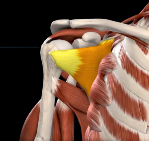subescapular-manguito-rotador-dor-ombro-ortopedista-campo-grande-ms-joao-basmage